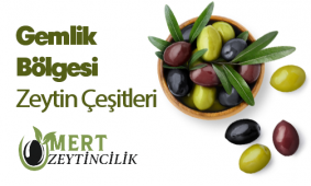 Zeytin Çeşitleri